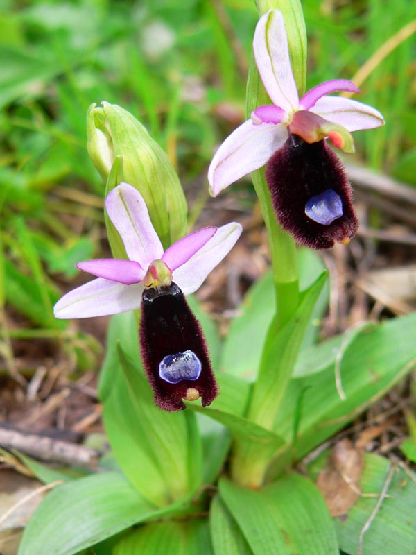 Primavera e orchidee palermitane